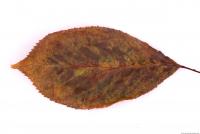 Photo Texture of Leaf 0021